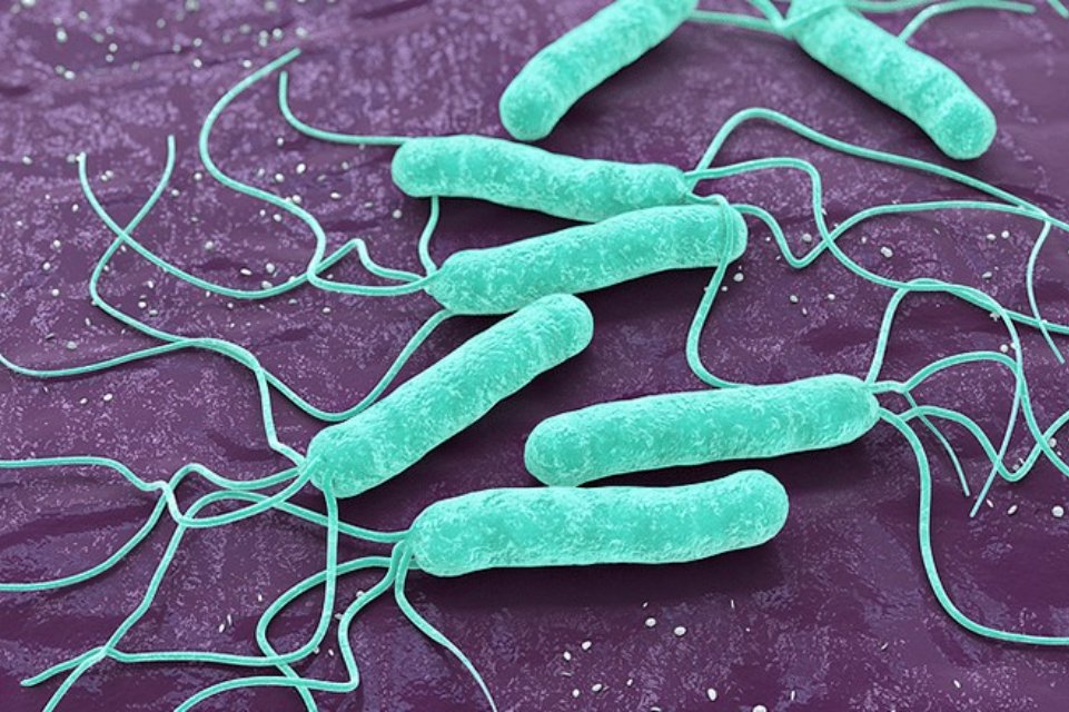 Kuo pavojinga Helicobacter pylori bakterija ir kaip nuo jos apsisaugoti?