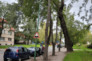 Произведена оценка деревьев в городе: некоторые придется удалить