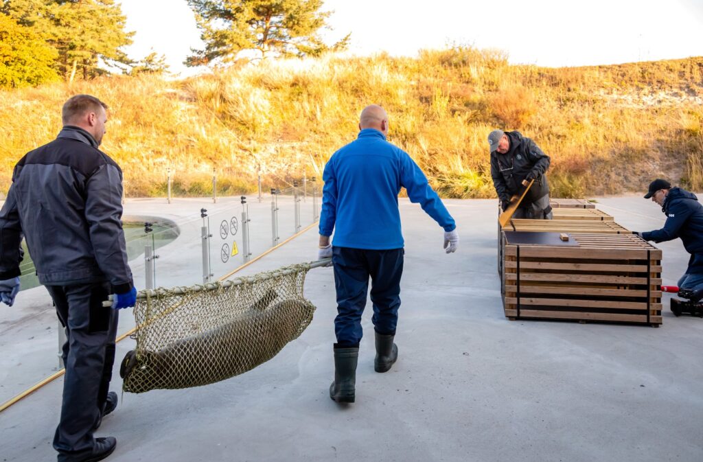 Ruonis išnešamas paleisti į Baltijos jūrą