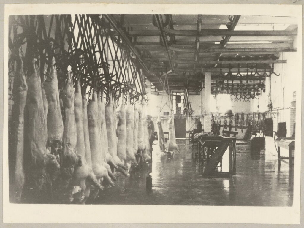 Klaipėdos mėsos kombinatas 1953-iaisiais