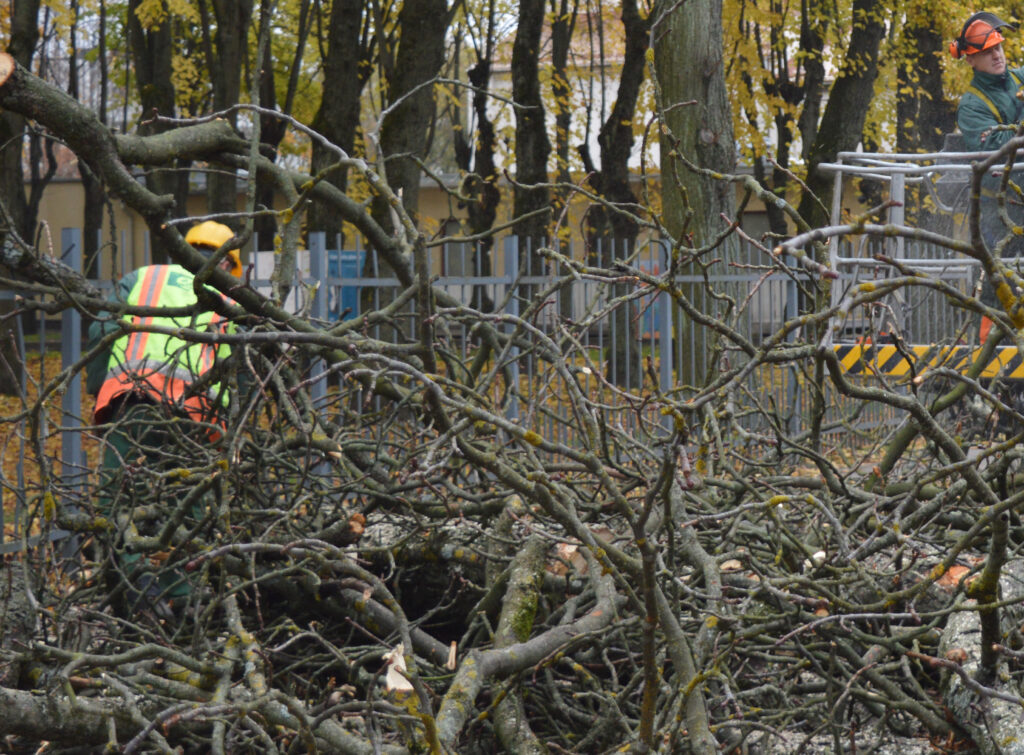 Medžiai, genėjimas