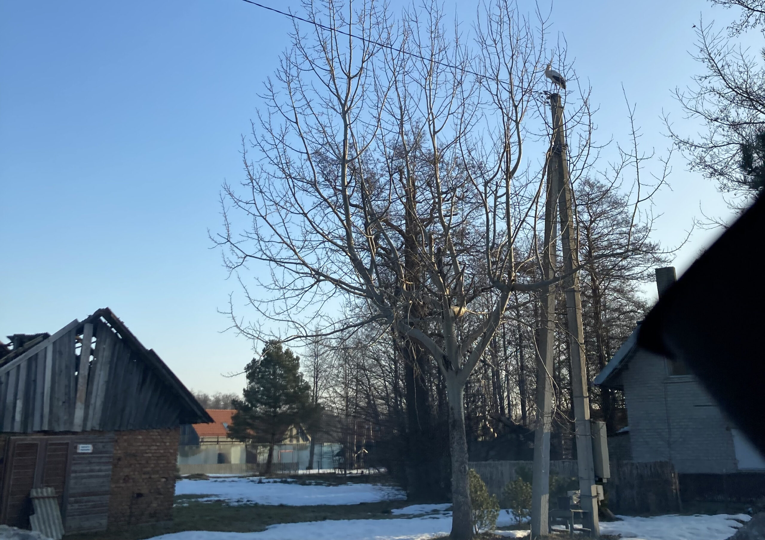 40-ies paukščių diena: kada sugrįžta paukščiai?