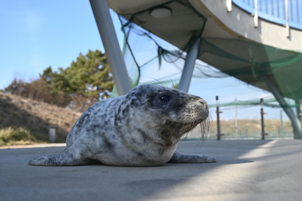 Ruoniukas Lietuvos jūrų muziejaus Baltijos jūros gyvūnų reabilitacijos centre. Pavel Kulikov nuotr.