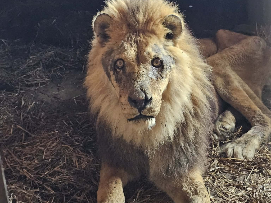 Iš Klaipėdos zoologijos sodo paimtas liūtas. Aplinkos apsaugos departamento nuotr.