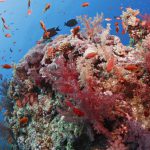 Koraliniai rifai - didžiausias mūsų planetos gyvasis organizmas, kuris matosi net iš kosmoso