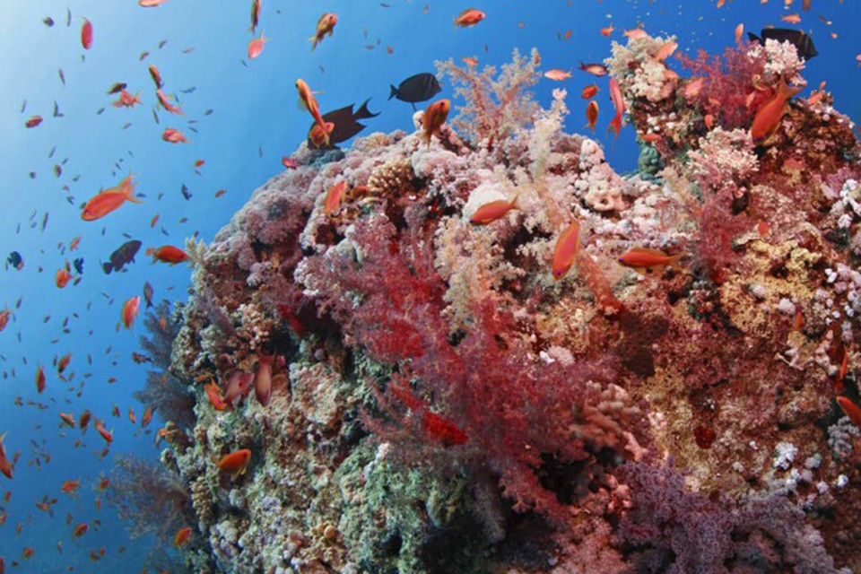 Koraliniai rifai – didžiausias mūsų planetos gyvasis organizmas, kuris matosi net iš kosmoso