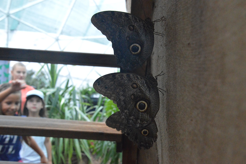 Vietoj tropinių drugelių – ekskursijos, kviečiančios iš naujo atrasti Smiltynę