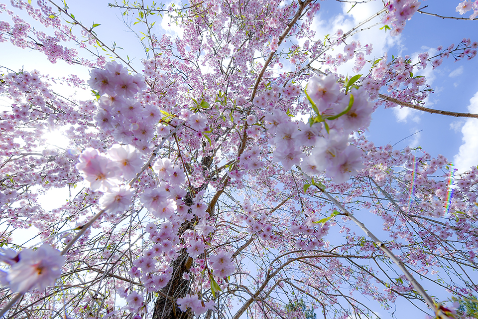 Japoniškame sode – sakurų žiedų stebėjimo šventė