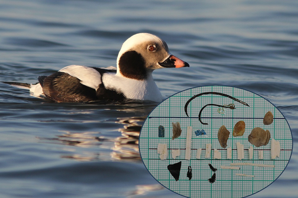 Baltijos jūros paukščių skrandžiuose mokslininkai aptiko plastiko ir kitokių šiukšlių