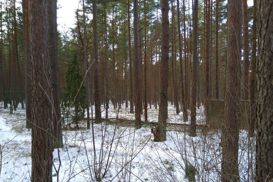 Sovietinė tvora miške liks, bet bus praėjimų