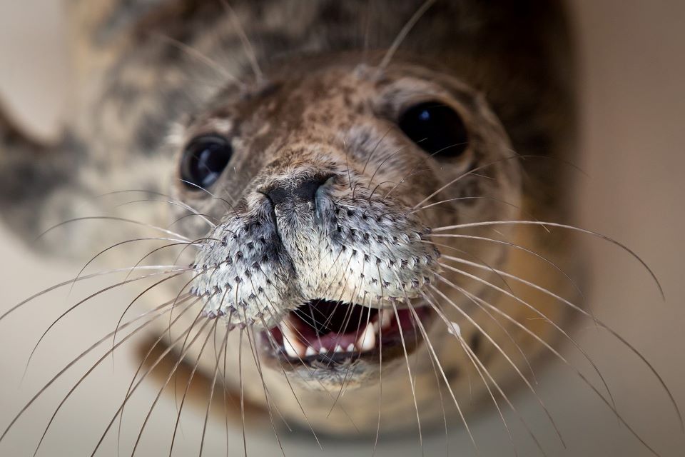 Серых тюленей убивают: кто стоит за гибелью ластоногих обитателей Балтики?