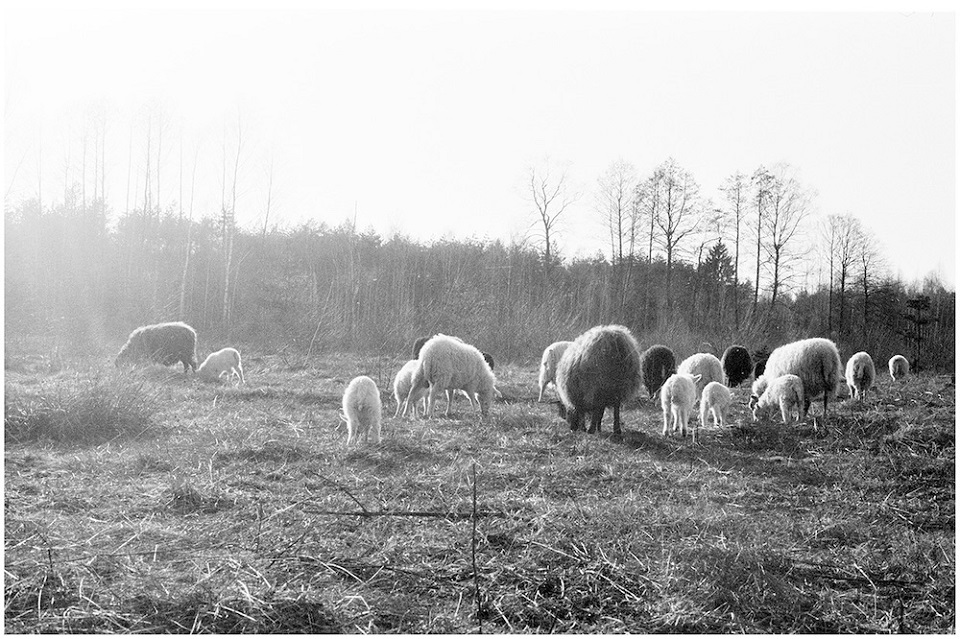 30 avių iš Dzūkijos jau rupšnoja Kuršių nerijos žolę
