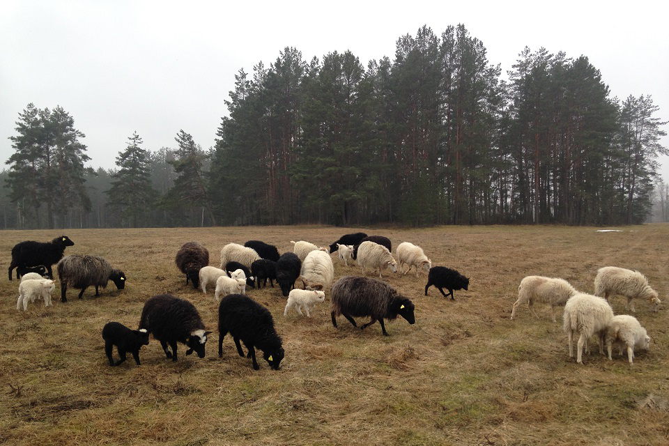 Neringoje ieško avių piemens – rezidento