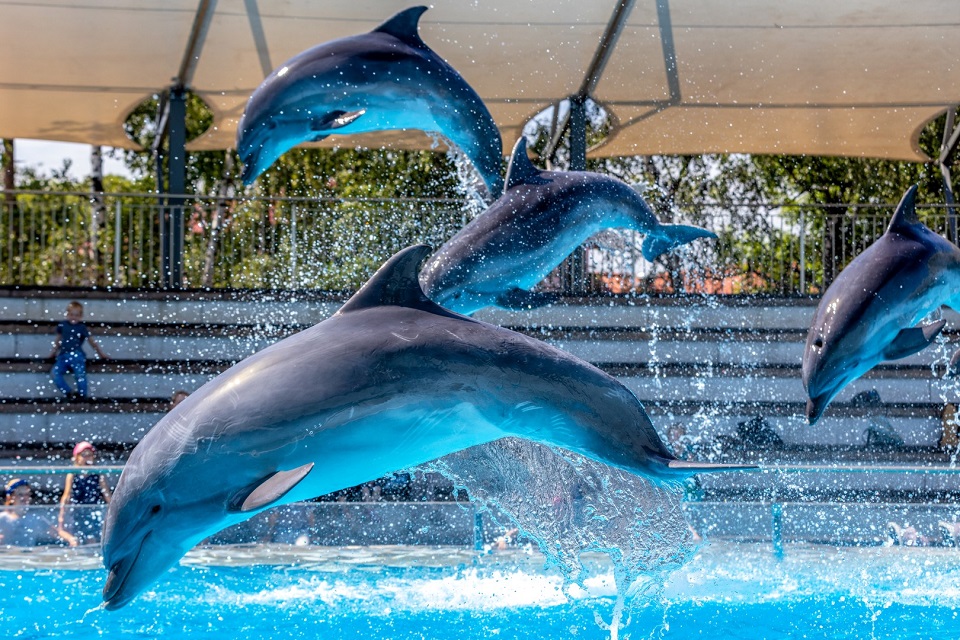 Ketvirtadieniais – delfinų  pasirodymai