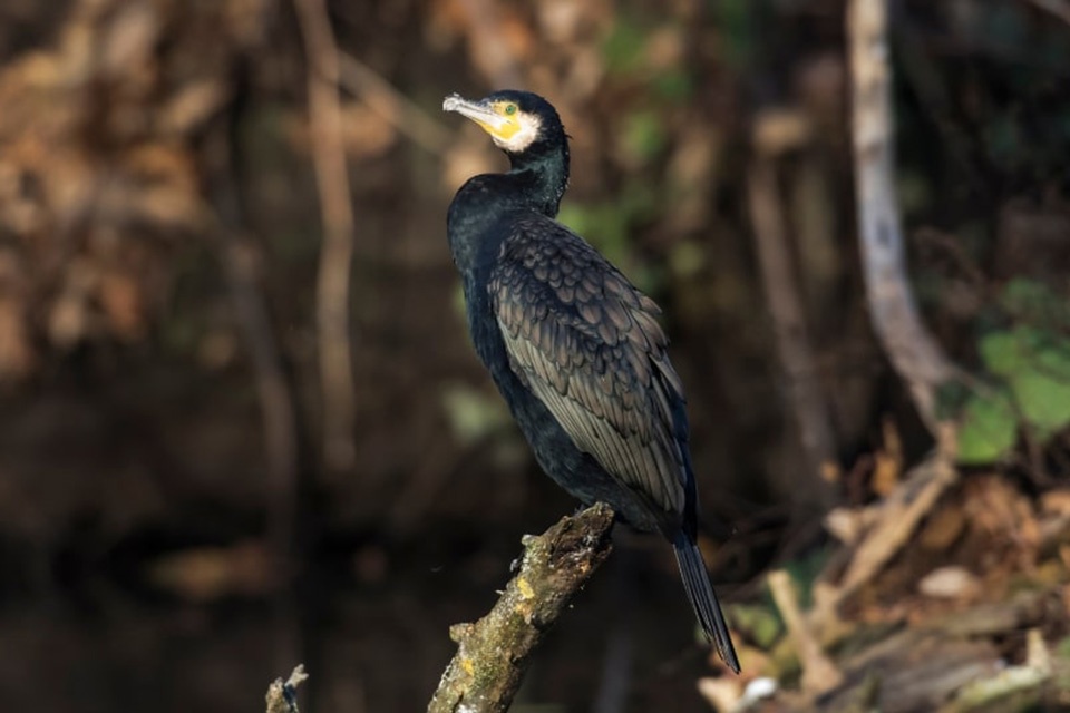 Daugiausia kormoranų – Juodkrantėje