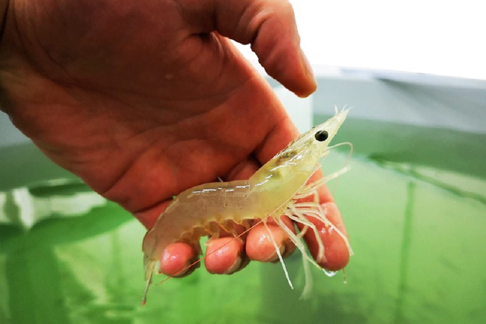 Senkant krevečių ištekliams vandenynuose, žvilgsnis krypsta į akvakultūros ūkius