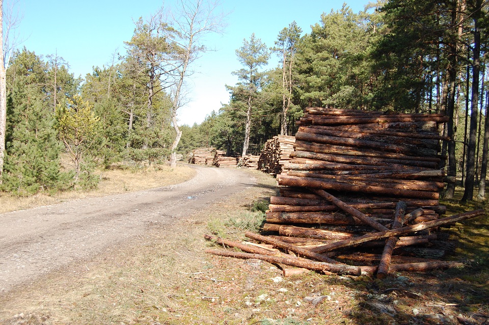 Aferą su medienos eksportu prasukę klaipėdiečiai sės į teisiamųjų suolą