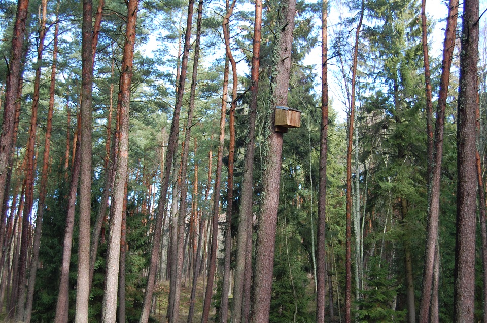 Geriausia padėtis – Vakarų Lietuvos miškuose