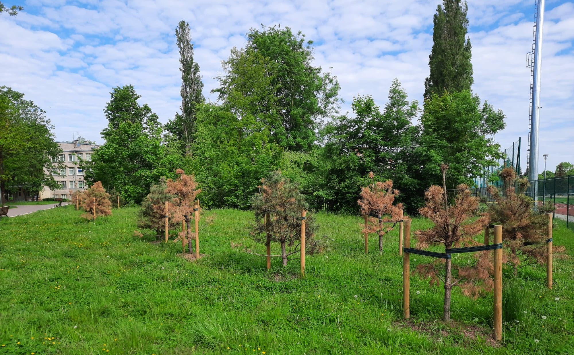 В обновленной Дубовой роще в Клайпеде массово гибнут сосны