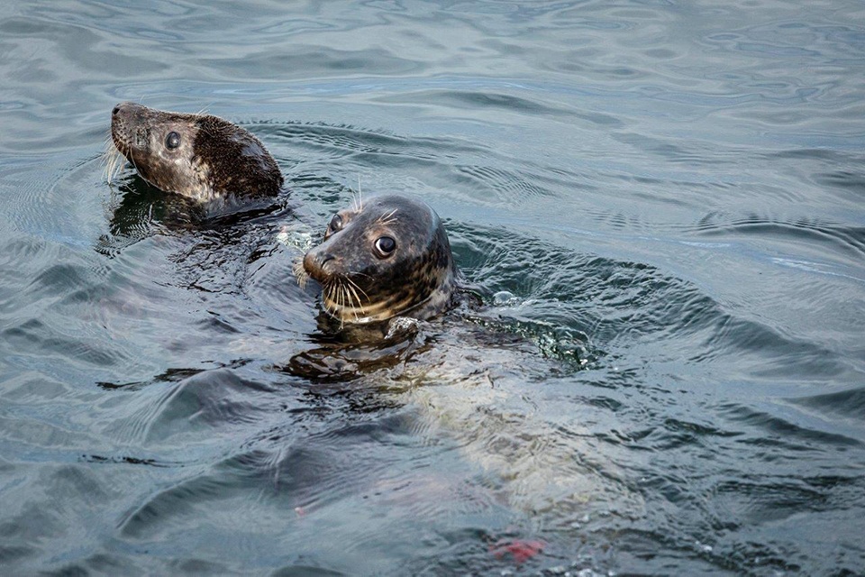 Mokslininkus stebina neįprasta reabilituotų ruonių migracija jūroje