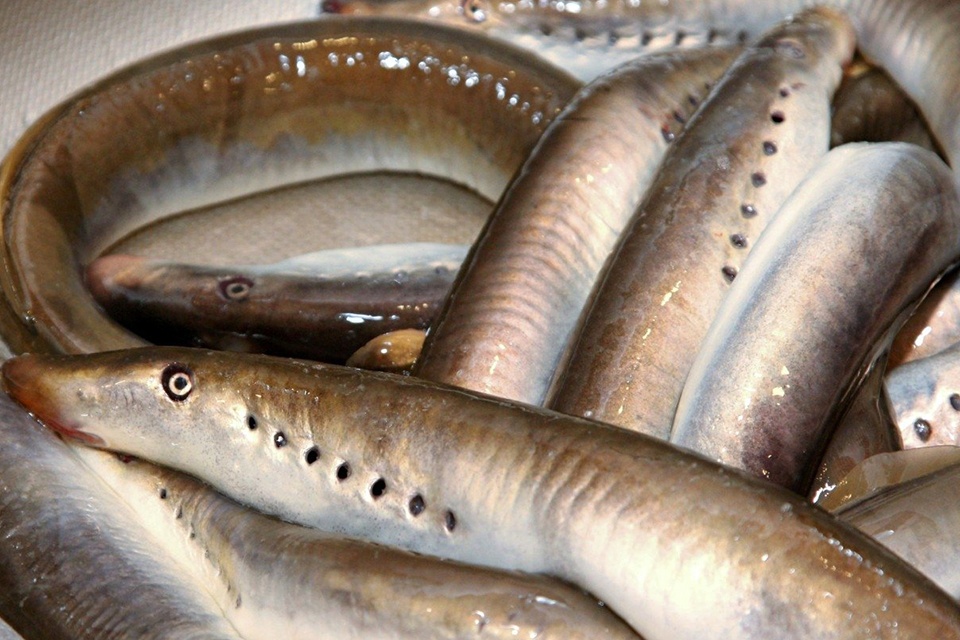 Draudžiamais žvejybos įrankiais sugavo daugiau nei 150 upinių nėgių